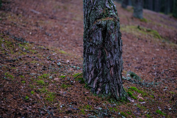 dark autumn foorest with spruce and pine tree