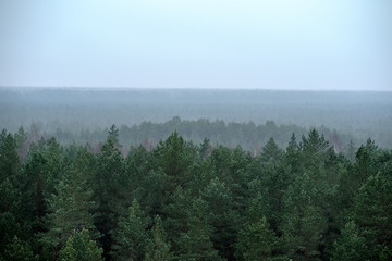 panoramic view of misty forest. far horizon