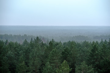 panoramic view of misty forest. far horizon