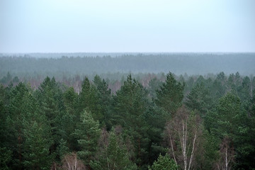 panoramic view of misty forest. far horizon