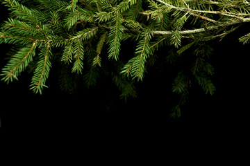  winter frame with spruce and pine