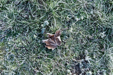 Colored maple leaves. Frosty brown autumn leaves. Natural environment  background