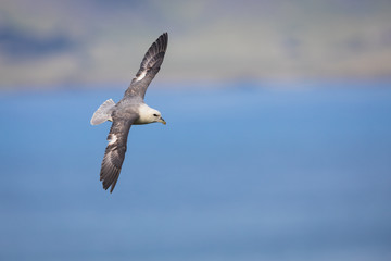 Fulmar boréal en vol