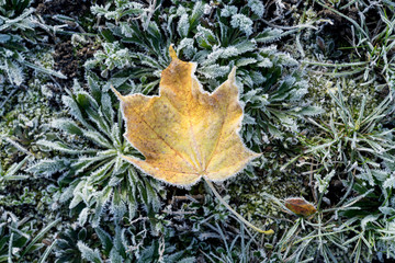 Colored maple leaves. Frosty yellow autumn leaves. Natural environment  background