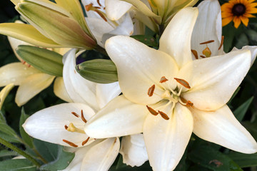 Obraz na płótnie Canvas White garden lily, bloom.