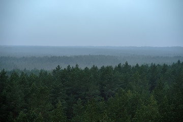 panoramic view of misty forest. far horizon