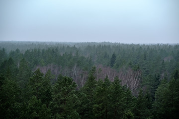 panoramic view of misty forest. far horizon