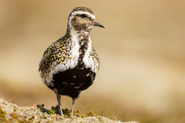 Pluvier doré en Islande
