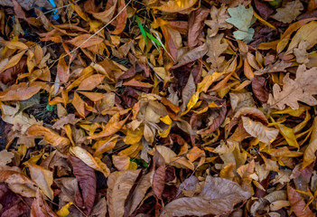 Autumn