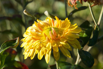 beautiful autumn leaves and flowers