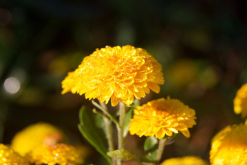 beautiful autumn leaves and flowers