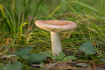 Russula rosea. rosy russula mushroom is edible wild fungus. Pink mushroom, natural environment background