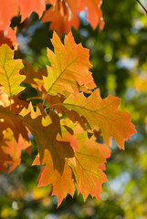 beautiful autumn leaves and flowers
