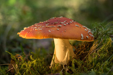 Amanita muscaria. Fly agaric or fly amanita toxic fungus. Poisonous mushroom, natural environment background