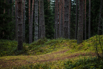 dark autumn foorest with spruce and pine tree