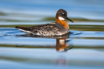 Phalarope à bec étroit