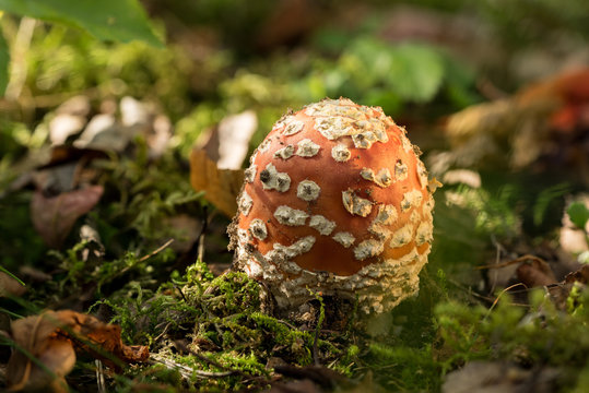 Amanita muscaria. Fly agaric or fly amanita toxic fungus. Poisonous mushroom, natural environment background