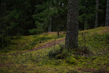 Fototapeta premium dark autumn foorest with spruce and pine tree