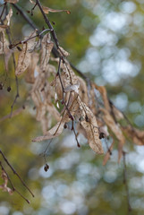 beautiful autumn leaves and flowers