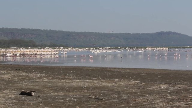 Flamingos and white pelicans at Lake Nakuru, Kenya