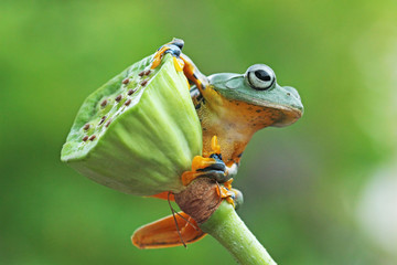 Naklejka premium Tree frog, flying frog sits on the lotus leaf bud