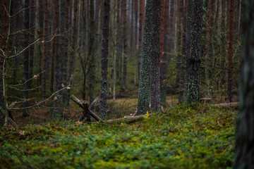 dark autumn foorest with spruce and pine tree