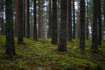 Fototapeta na wymiar dark autumn foorest with spruce and pine tree