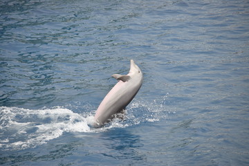 delfino che salta