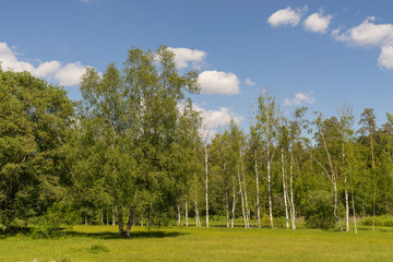 Birches on a green meadow. Green environment and blue sky on summer day.