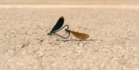 Fototapeta na wymiar Calopteryx virgo. Beautiful demoiselle mate on the road. Closeup of female and male dragonfly