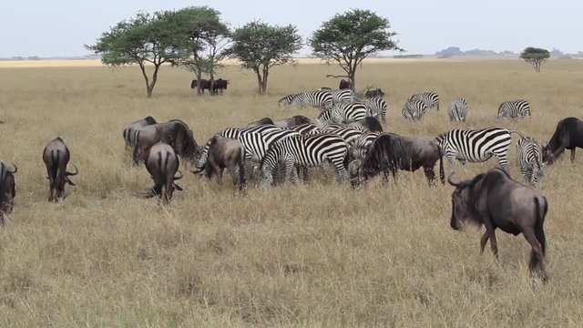 Zebra and wildebeest in Serengeti, Tanzania