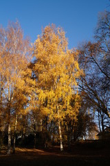 Fototapeta premium Herbstbaum