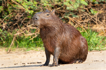 Capybara Rodents of the Pantanal