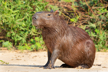 Capybara Rodents of the Pantanal