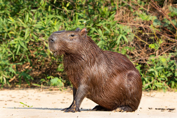 Capybara Rodents of the Pantanal