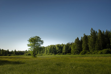 Fototapeta premium Summer landscape of green woods and river, overgrown with wild grasses. Meadow surrounded by a mixed forest.