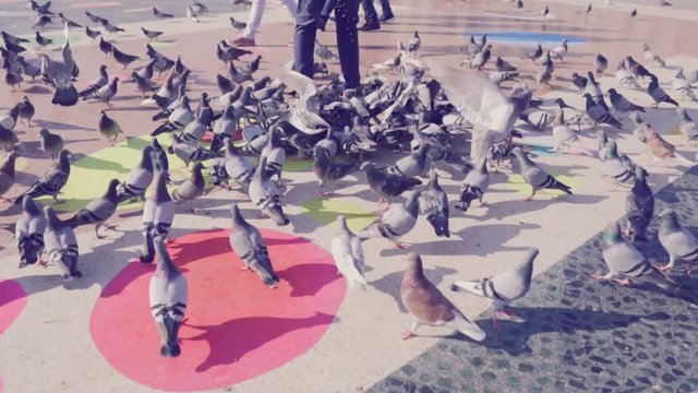 Huge flock of Pigeons at the city square. Slow Motion. They eat food on the street