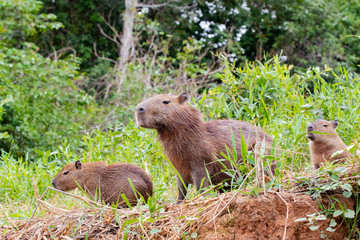 Obraz premium Capybara Rodents of the Pantanal