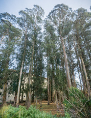 Eucalyptus grove in the University of California Berkeley campus, San Francisco bay