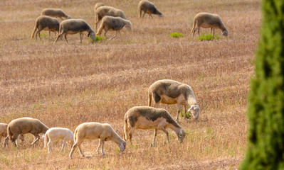 Grasende Schafe auf Stoppelfeld