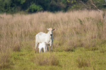 Obraz premium A cow and calf in the Pantenal of Brazil