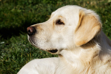 Naklejka na ściany i meble Golden retriever dog portrait