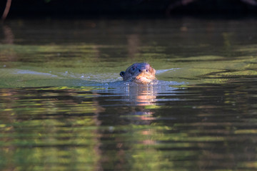 Otters in the Pantanal