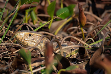 Iguanas of the Pantenal in Brazil