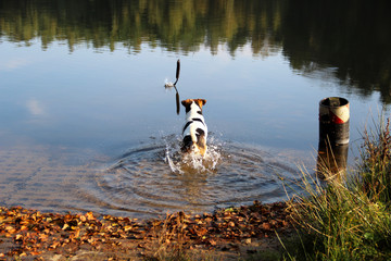 sprung in den see eines jack russell terriers seitenansicht eines jack russel terriers am see in...