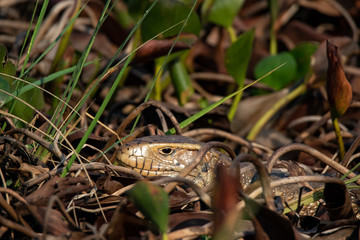 Iguanas of the Pantenal in Brazil