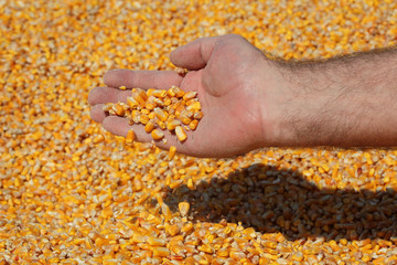 Corn harvest, farmer at heap of crop holding and pouring seed, closeup of hand
