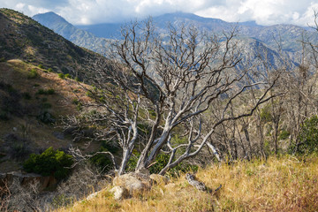 Dry tree in Sequoia National Park, California, USA