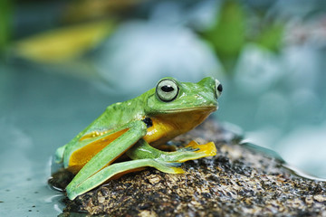 Flying frogs sitting on wood, tree frogs