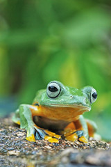Flying frogs sitting on wood, tree frogs